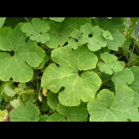 Gourde de Malabar, Cucurbita ficifolia Bouche (fam Cucurbitacees) (Am tropicale) (2)